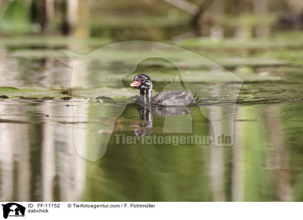 dabchick / FF-11152