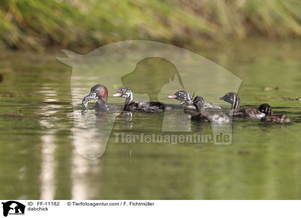 Zwergtaucher / dabchick / FF-11162