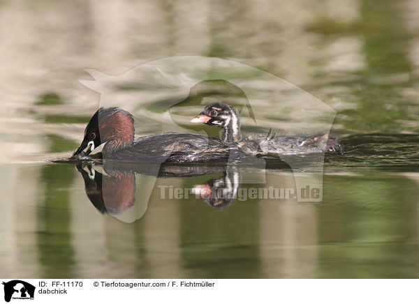 Zwergtaucher / dabchick / FF-11170