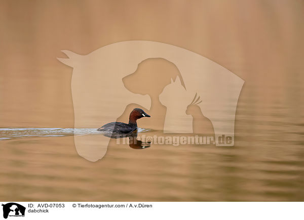dabchick / AVD-07053