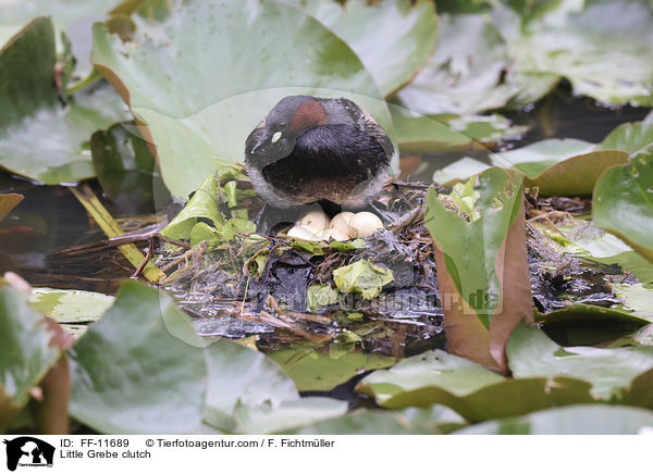 Zwergtaucher Gelege / Little Grebe clutch / FF-11689