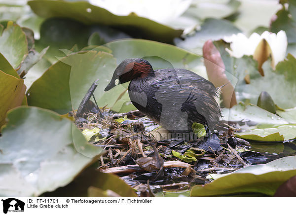Little Grebe clutch / FF-11701