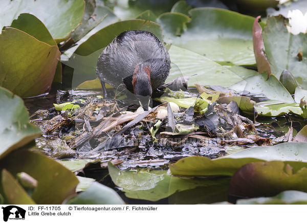 Zwergtaucher Gelege / Little Grebe clutch / FF-11705