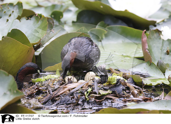 Zwergtaucher Gelege / Little Grebe clutch / FF-11707