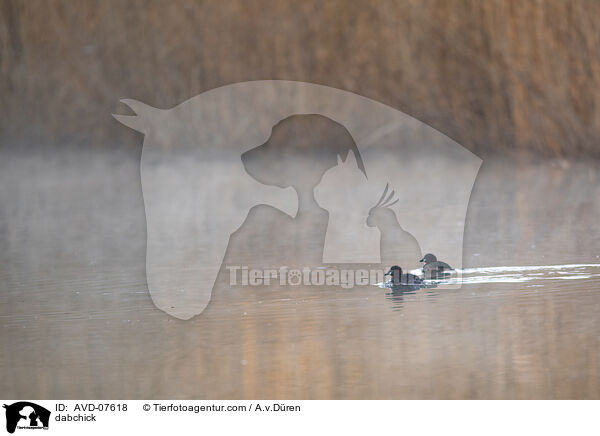 Zwergtaucher / dabchick / AVD-07618