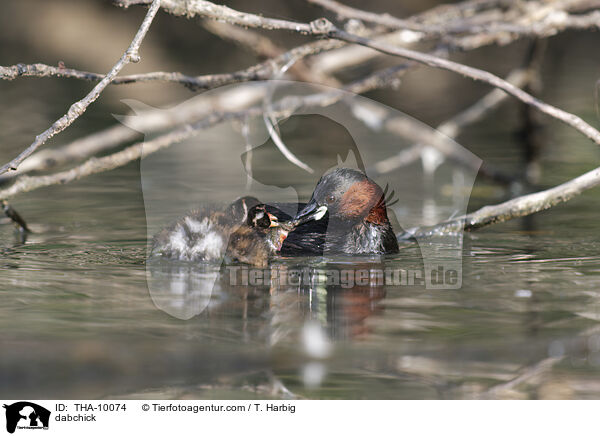 Zwergtaucher / dabchick / THA-10074