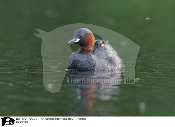 dabchick / THA-10091