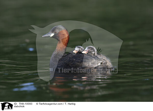 Zwergtaucher / dabchick / THA-10093