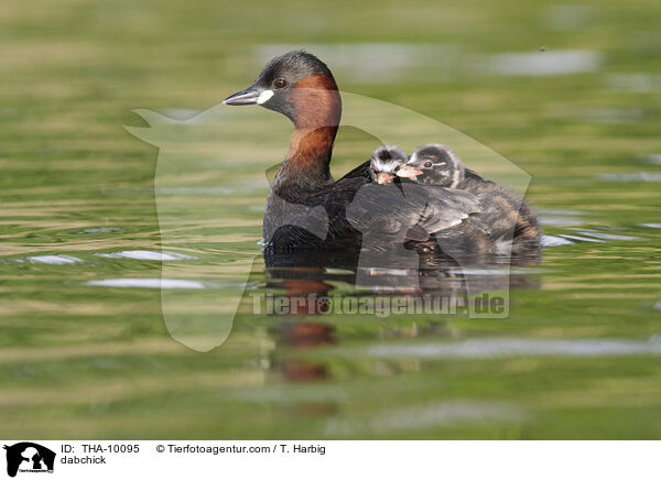 dabchick / THA-10095