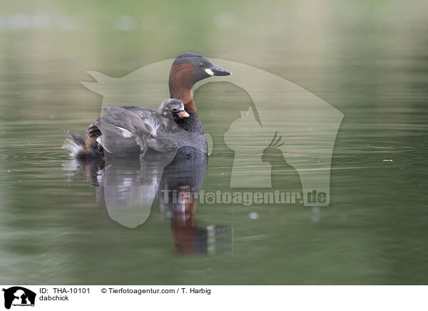 Zwergtaucher / dabchick / THA-10101