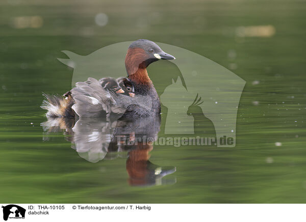 Zwergtaucher / dabchick / THA-10105