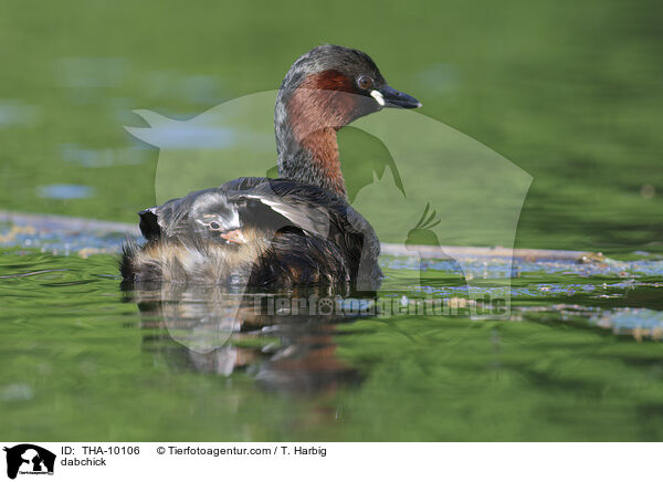 Zwergtaucher / dabchick / THA-10106