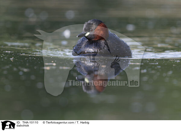 Zwergtaucher / dabchick / THA-10110