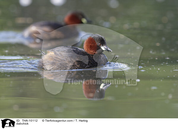 Zwergtaucher / dabchick / THA-10112