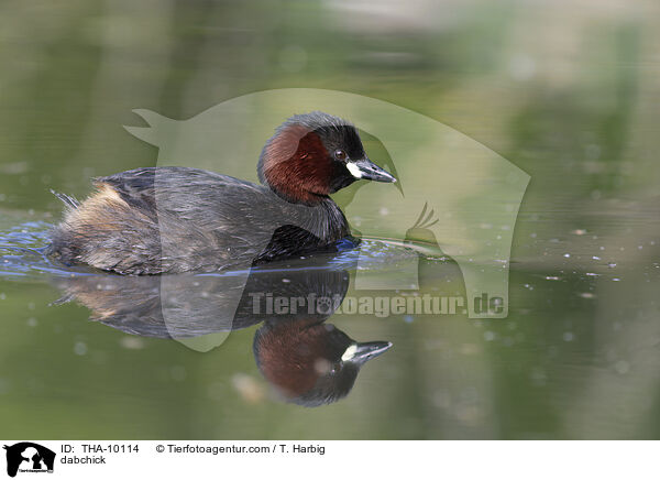Zwergtaucher / dabchick / THA-10114