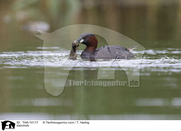 dabchick / THA-10117