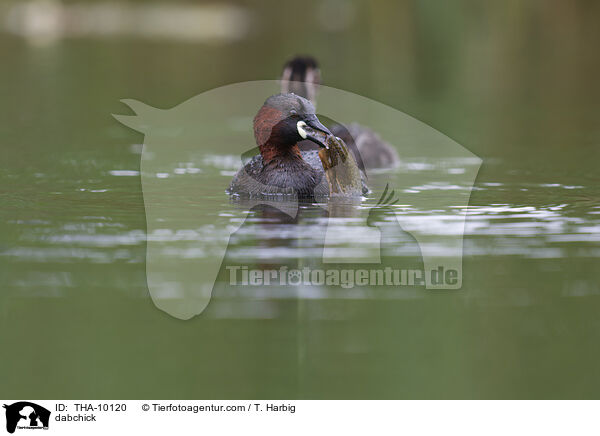 Zwergtaucher / dabchick / THA-10120