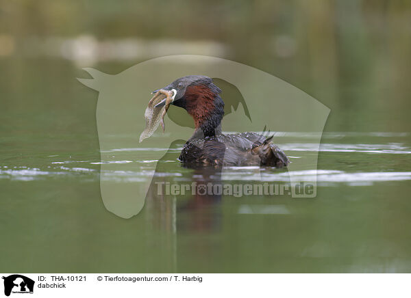 Zwergtaucher / dabchick / THA-10121