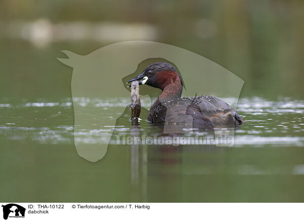Zwergtaucher / dabchick / THA-10122