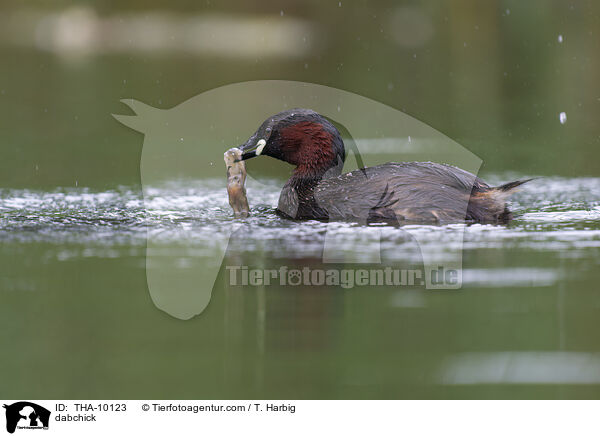 Zwergtaucher / dabchick / THA-10123
