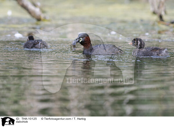 Zwergtaucher / dabchick / THA-10125