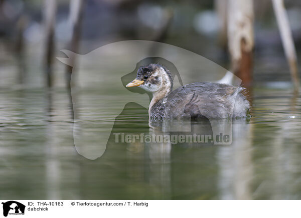 Zwergtaucher / dabchick / THA-10163