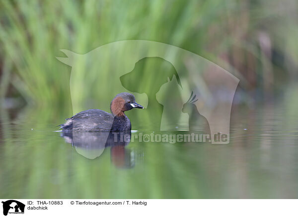 Zwergtaucher / dabchick / THA-10883