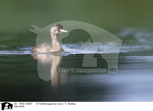 Zwergtaucher / dabchick / THA-10907