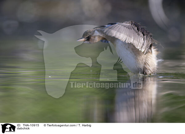 dabchick / THA-10915