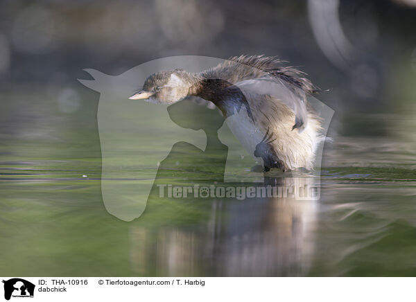Zwergtaucher / dabchick / THA-10916