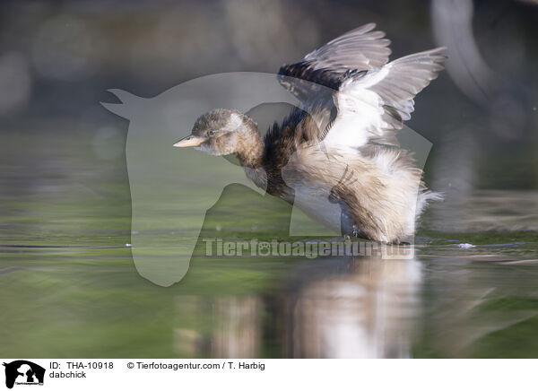 Zwergtaucher / dabchick / THA-10918