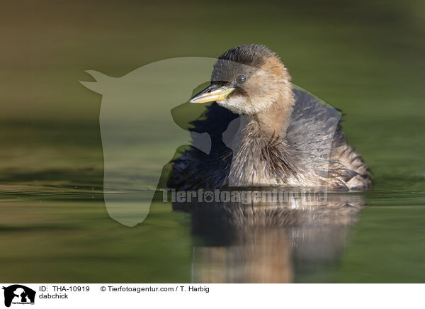 dabchick / THA-10919