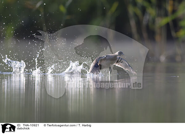 Zwergtaucher / dabchick / THA-10921