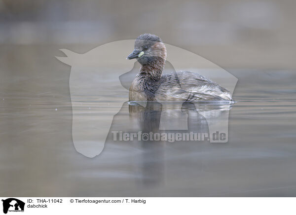 Zwergtaucher / dabchick / THA-11042