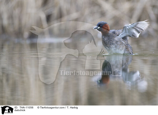 Zwergtaucher / dabchick / THA-11056