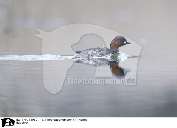 Zwergtaucher / dabchick / THA-11059