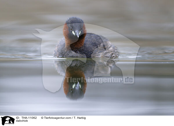 Zwergtaucher / dabchick / THA-11062