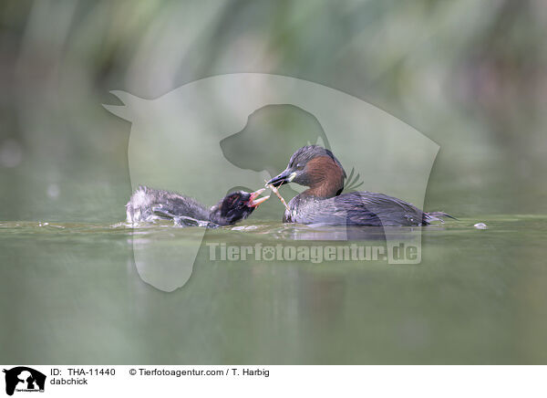 Zwergtaucher / dabchick / THA-11440