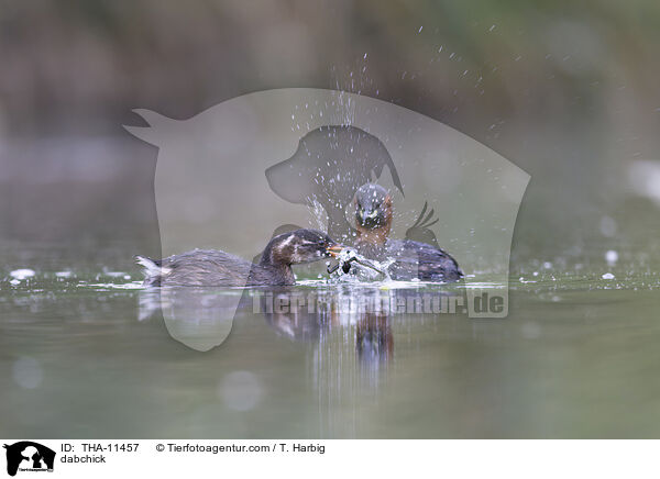 Zwergtaucher / dabchick / THA-11457