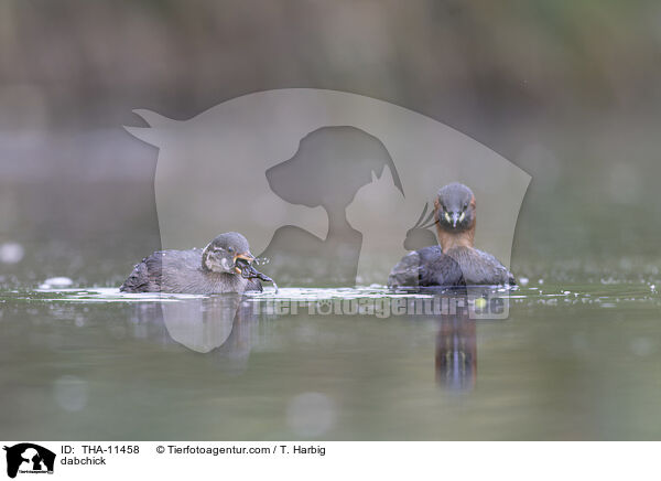 Zwergtaucher / dabchick / THA-11458