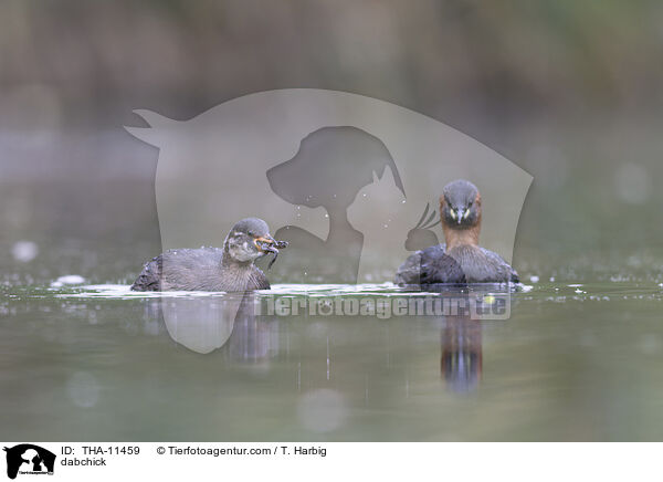 Zwergtaucher / dabchick / THA-11459