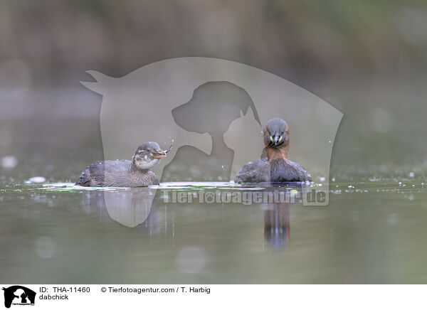 Zwergtaucher / dabchick / THA-11460