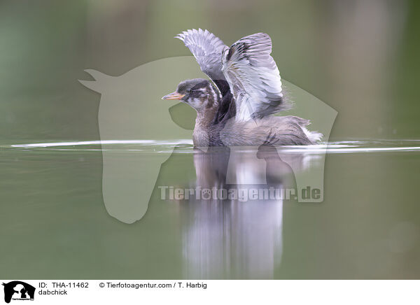 Zwergtaucher / dabchick / THA-11462