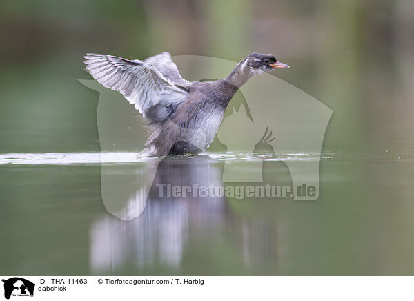 Zwergtaucher / dabchick / THA-11463