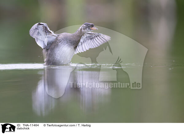 Zwergtaucher / dabchick / THA-11464