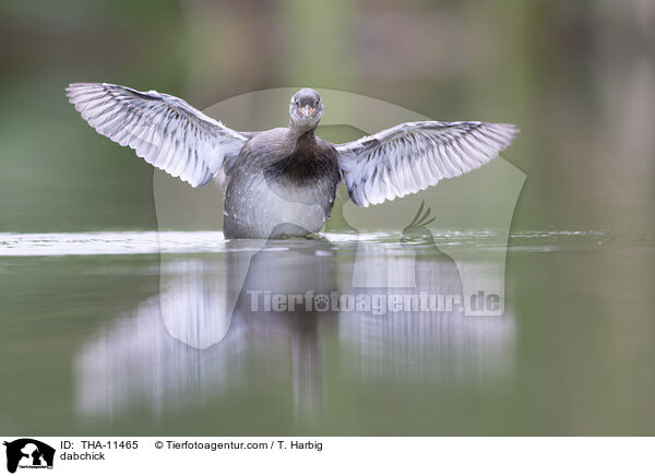 Zwergtaucher / dabchick / THA-11465