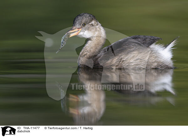Zwergtaucher / dabchick / THA-11477