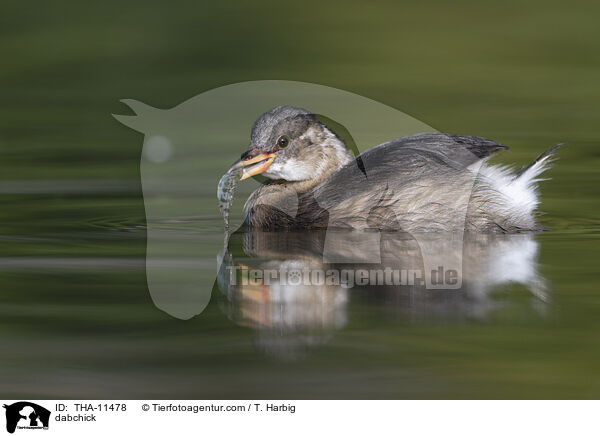 Zwergtaucher / dabchick / THA-11478