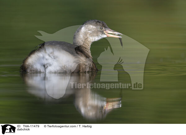 Zwergtaucher / dabchick / THA-11479