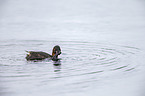 dabchick